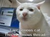 cat247.jpg