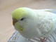 MagicLemonBird