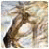 RogCregeopeda