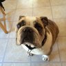 Bulldog